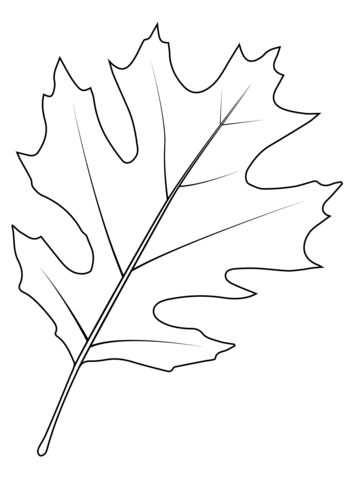 Shumard Oak Leaf Coloring Page